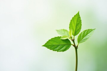Single delicate sapling, vibrant green leaves, clean white backdrop, detail, photography