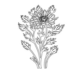 Elaborate Chrysanthemum Line Art Illustrating Botanical Elegance and Simplicity