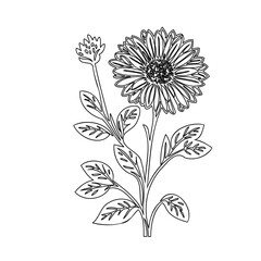 Floral Line Art: Detailed Outlines of Blooming Flower and Budding Plant