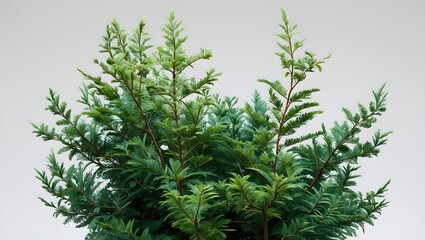 fir tree branches