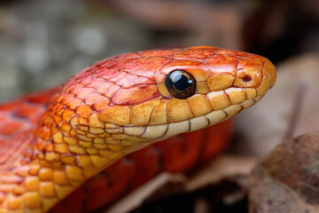 Fototapeta premium Snake or Red Rat Snake
