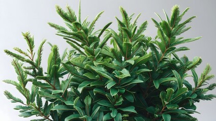 close up of rosemary in the garden