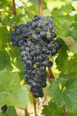 Red wine grapes in vineyard on day time. Ripe red grapes on vine growing in vineyard at sunset time, copy space. Large bunch of red grapes hanging and ready to harvest. Vineyard for wine production.