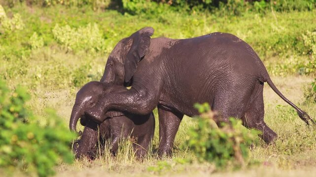 Two baby elephants play in Chobe National Park, Botswana