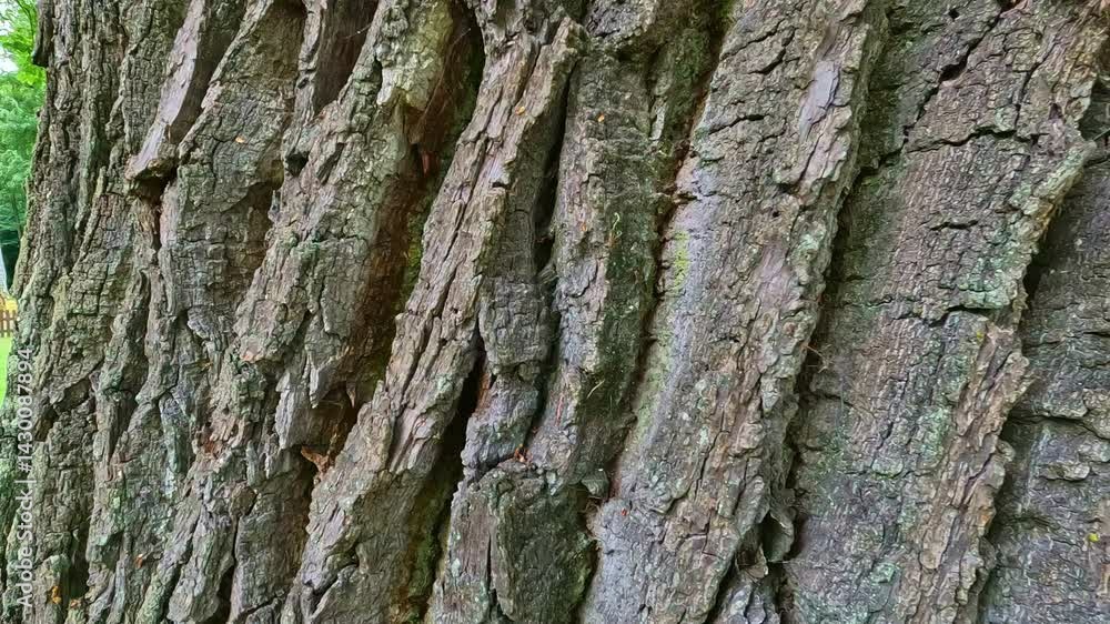 Poster close-up view of a tree trunk with rough, deeply textured bark