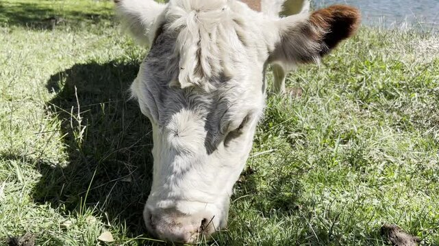 The cow, with its large white and brown ears, eats fresh grass. Its large nose moves as it eats and chews the cud. The Limay River frames the surroundings.