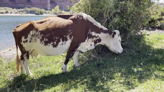 The cow, with its large white and brown ears, eats fresh grass. Its large nose moves as it eats, and it chews its cud near the bush. Its udder moves as it eats.