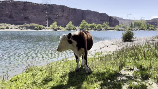 A calf watches attentively and fearfully. It eats fresh grass near its mother. The mother cow watches while eating grass in the Limay River, Neuqu&eacute;n, Argentina.