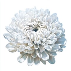 Detailed white chrysanthemum, isolated, floral design, soft lighting