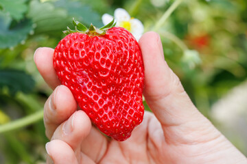 静岡県産のイチゴ、章姫と紅ほっぺ。
英名学名：Shizuoka strawberries, Akihime (Fragaria × ananassa) and Benihoppe (Fragaria L.).
春のイチゴ狩り。
完熟のイチゴが食べ放題。
三島市、静岡県-2025年3月30日
