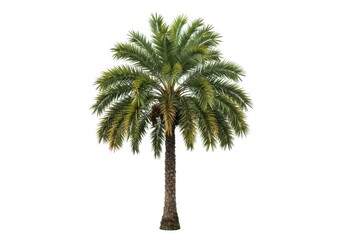 Isolated view of a date palm tree with green fronds and a brown trunk on a plain white background