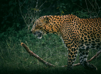 Sri Lankan leopard captured at Yala national park
