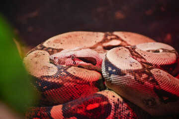 Colorful snake resting in a terrarium with soft lighting