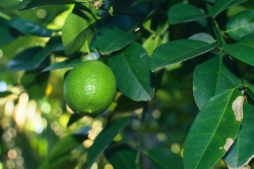 Macro View of Juicy Green Limes on a Vibrant Lime Tree with Dewy Leaves and Natural Lighting. Fresh Lime Fruits on a Tree in a Home Garden – Organic Farming and Citrus Harvest Concept. Lime Tree with 