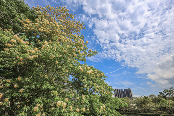 Crateva formosensis blooming bright on April 20, 2025