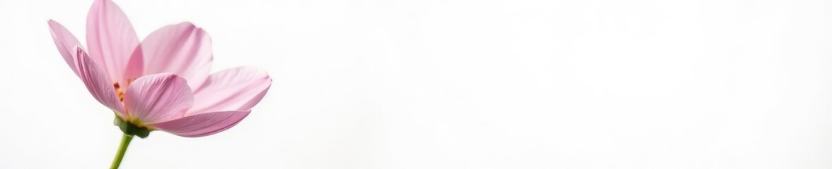 Fototapeta premium Delicate flower with soft petals isolated on white background, simplicity, blossom, gentle