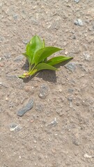 Young leaves lying on the asphalt