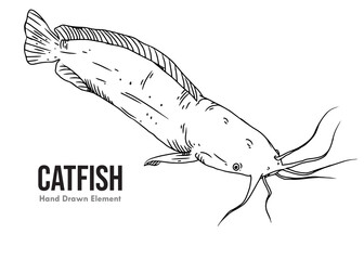 vector illustration of a catfish