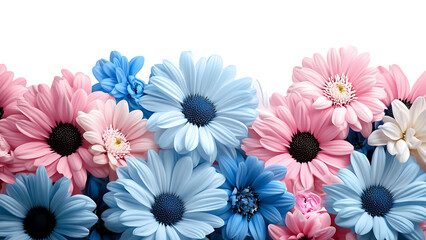 pink, white, and blue chrysanthemums on transparent background PNG