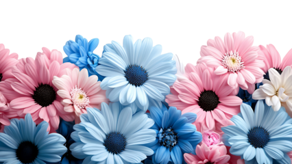 pink, white, and blue chrysanthemums on transparent background PNG