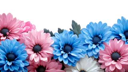 pink, white, and blue chrysanthemums on transparent background PNG