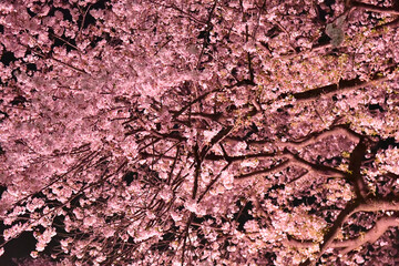 ピンク色に染まる夜桜