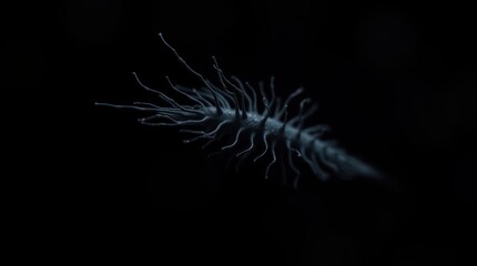 Close-up of intricate, filamentous organism against a dark background.  Fine, branching structures extend from a central axis