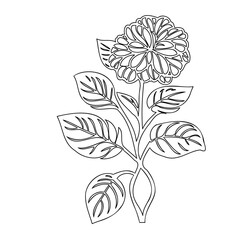 Stylized Floral Illustration: An Elegant Outlined Botanical Artwork Display