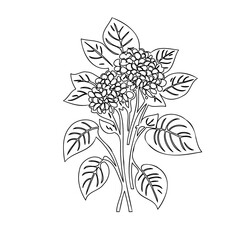 Stylized botanical illustration of a flowering plant with detailed leaves