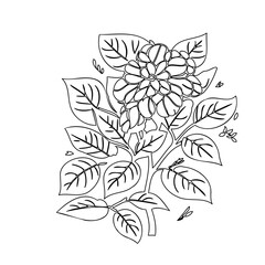 Elegant botanical drawing of blooming dahlia and foliage in monochrome style
