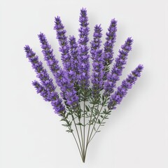 Obraz premium Studio shot of lavender sprigs, white background