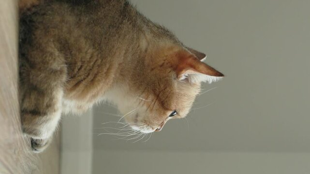 Charming and Adorable Cat Portrait Captured in Soft and Beautiful Lighting Conditions