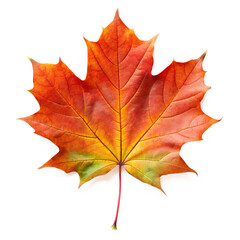 Obraz premium autumn maple leaf