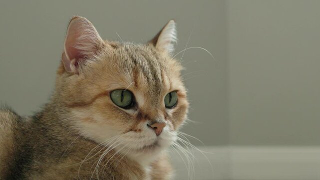 A delightful and charming portrait of an adorable cat featuring its strikingly green eyes and a soft, fluffy fur coat