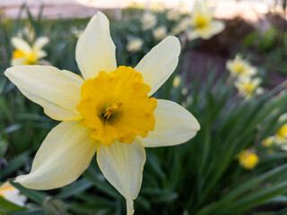 Fototapeta premium A single yellow daffodil in the middle of a field of yellow flowers