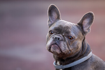 portrait of a mini French bulldog dog