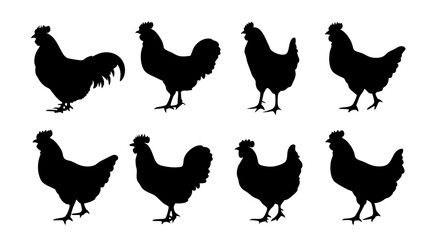 set of chicken silhouette vector on white background