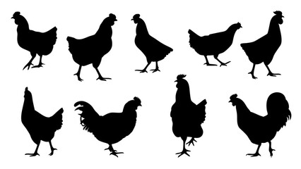set of chicken silhouette vector on white background