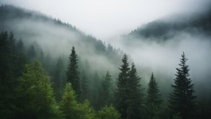 Enchanting Forest Landscape with Dense Canopy and Foggy Sky