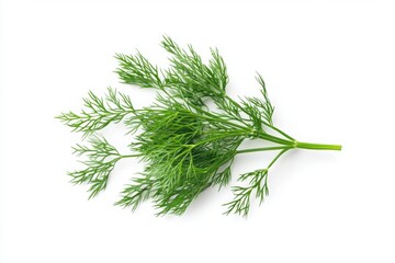 Fresh green dill herb plant close up on white background