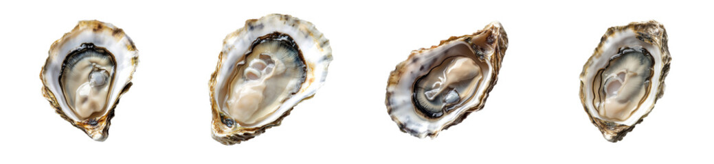 Freshly opened oysters on a transparent background ready to enjoy