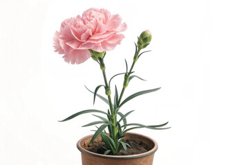 Pink Perennial Carnation Plant in Pot – Isolated on White Background for Botanical Design