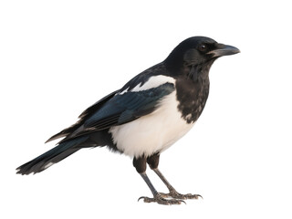Obraz premium Magpie Bird, Black and White Magpie, Bird Isolated On White Transparent Background PNG Object Cut Out Social Media Advertisement Banner Label Poster Download