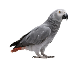 Obraz premium African Grey Parrot, Isolated On White Transparent Background PNG Object Cut Out Social Media Advertisement Banner Label Poster Download