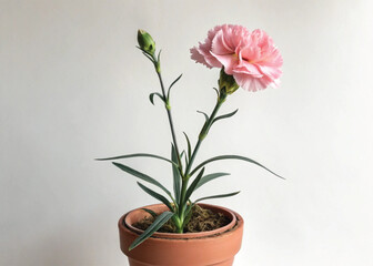 Pink Perennial Carnation Plant in Pot – Isolated on White Background for Botanical Design