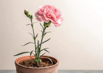 Pink Perennial Carnation Plant in Pot – Isolated on White Background for Botanical Design