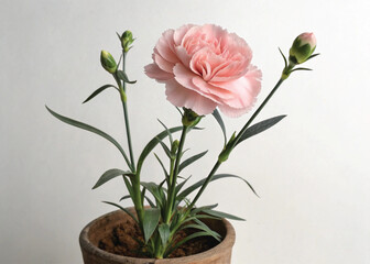 Pink Perennial Carnation Plant in Pot – Isolated on White Background for Botanical Design