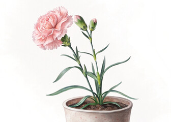 Pink Perennial Carnation Plant in Pot – Isolated on White Background for Botanical Design