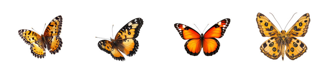 Vibrant butterflies with intricate patterns on transparent background