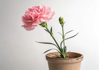 Pink Perennial Carnation Plant in Pot – Isolated on White Background for Botanical Design